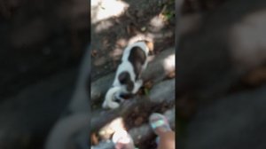 видео с луной