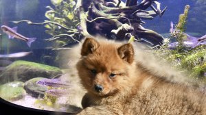 ЛАЙФХАК от ЖАРЫ для карело-финских лаек! :: LIFEHACK from the HEAT for Finnish Spitz!