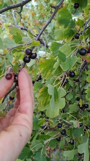 Красная и жёлтая смородина своя на грядке