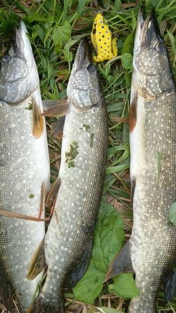 ЩУКА НА ЛЯГУШКУ 🐸 🎣
