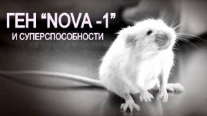 Ген человеческого языка, введённый мышам, привёл к странным эффектам.