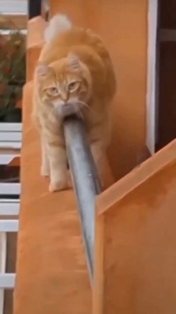 Наш TG https://t.me/liveofcats