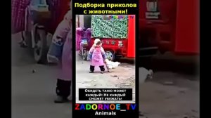 Животные приколы и не только