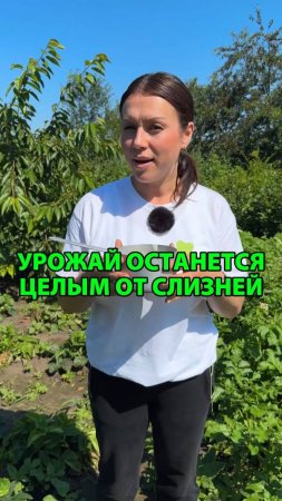 Как защитить огород от слизней. СПОСОБ БЕЗ ХИМИИ