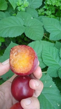 Какая на вкус алыча сорта Кубанская комета
