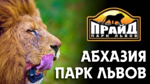 АБХАЗИЯ 🔥 Такого мы еще не видели!!!  Парк львов «Прайд»