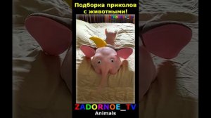 Животные приколы и не только