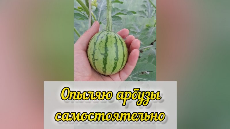 Как опылить арбузы, отличие женского цветка от мужского. Выращиваю арбузы в теплице.