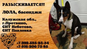 Пропала собака! ЛОЛА, басенджи. Калужская обл., г.Протвино.