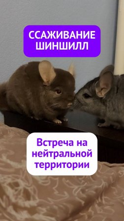 Ссаживание шиншилл. История Шустрика и Финика