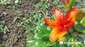 Наши 8,4 сотки🏡Начинают распускаться мои розочки 🌹и лилии.Прополку ни кто не отменял 🤷♀️