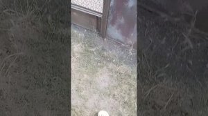 показываю утят, цыплят 2 часть