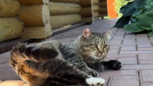 Дневник лесного кота: 12 июля 2025 года