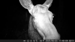 Фоловушка на солонце , реакция лосей