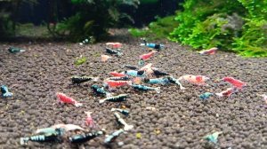 Аквариум с отсевом и отбраковкой аквариумных креветок))).mp4