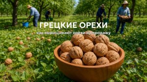 Технология выращивания грецких орехов: как работает завод по переработке орехов 🌰