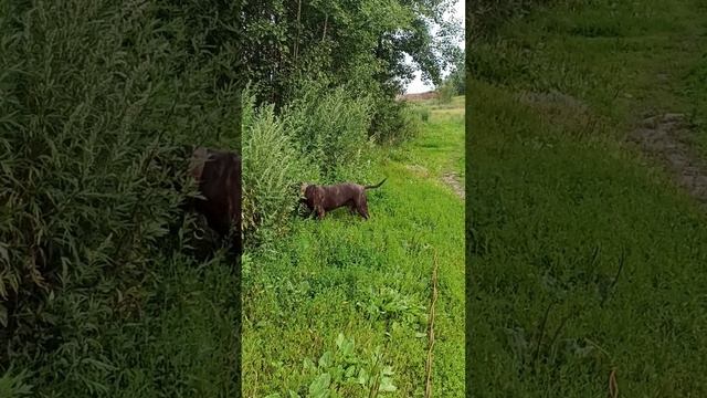 rutube.ru