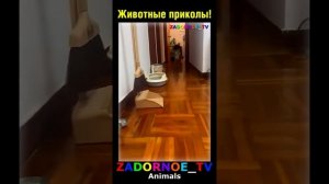 Животные приколы и не только