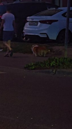#корги #собачка #reels #short #shorts #dog #dogs #shortvideo #shortsvideo #doglife #dogvideo #night