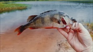 Ловля окуня на вертушки. catching perch