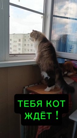 Иди домой! Тебя кот ждёт!