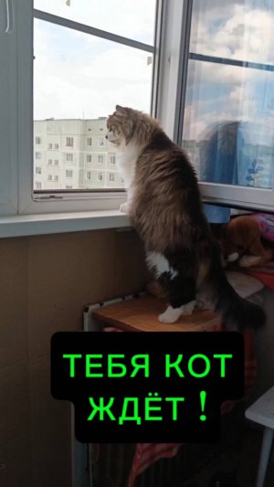 Иди домой! Тебя кот ждёт!