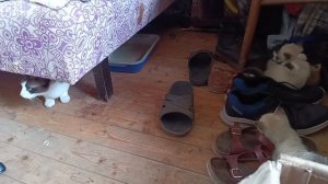 Котятки играют с тапками
