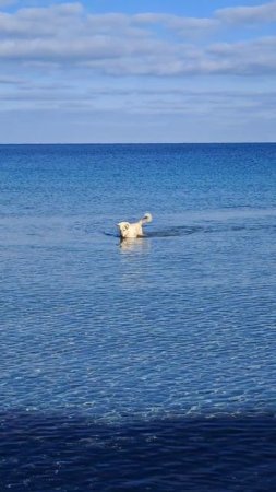 Черное море! Или Синие?
