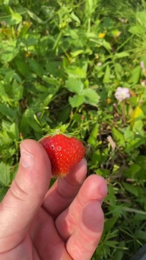Ммм 🍓