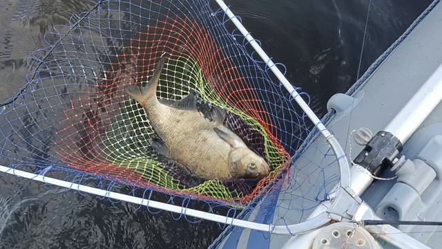 Ещё лещ. Сало с опарышем рулят. смотреть онлайн