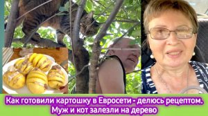 Как готовили картошку в Евросети - делюсь рецептом. Муж и кот залезли на дерево. Едем в магазин