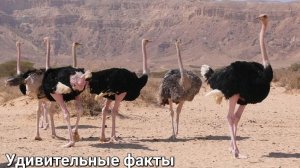 🎥 Страусы – нелетающие гиганты с удивительными способностями! 🏃♂️💨
