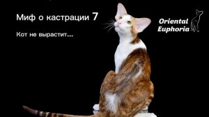 Миф о кастрации 7
Кот не вырастит…