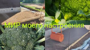 12.07.25 Дача Выборг.Осталась в деревне на выходных.Первый урожай брокколи!