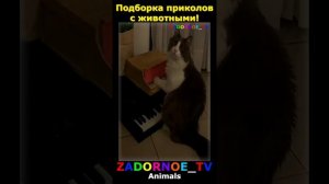 Животные приколы и не только