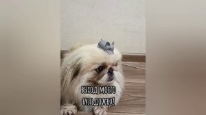 ПРИВИВОЧКИ К ШКОЛЕ