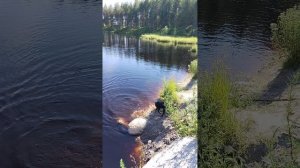 Купание в Карелии.