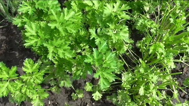 Петрушка кудрявая
