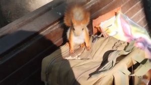 Немного о знакомом Бельчонке.