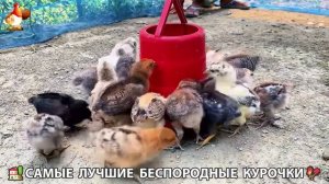 Цыплята и Курочки селяночки лучшие беспородные несушки 🥚 (181)
