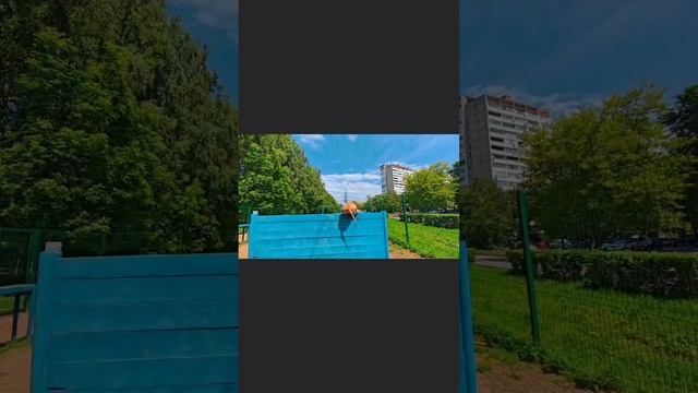Буч - ам.стафф.терьер