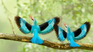 Красочные Птицы тропического леса .Звуки леса.