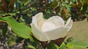 Цветёт магнолия крупноцветковая. Никитский Ботанический сад. Июль