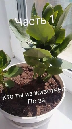 Кто ты ???????