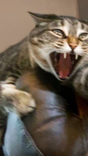 Чересчур Драматичные Животные, Которые Заставят Вас Улыбнуться