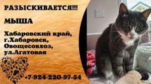 Пропала кошка! МЫША. Хабаровский край, г.Хабаровск.