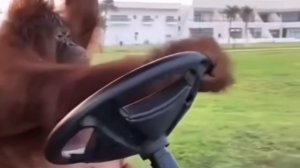 Такой важный, как будто на дорогую иномарку пересел😉😂