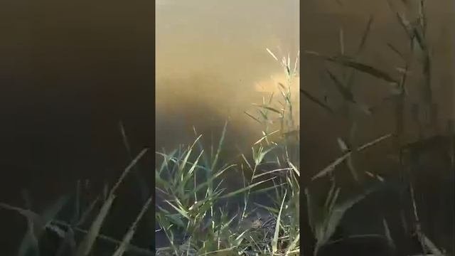 В селе Литвиновка Острогожского района неизвестные закидали пруд десятками килограммов мяса.