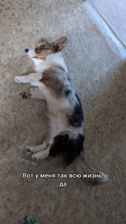 🐶 Я выбираю кайфовать 🐕
