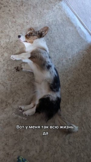 🐶 Я выбираю кайфовать 🐕